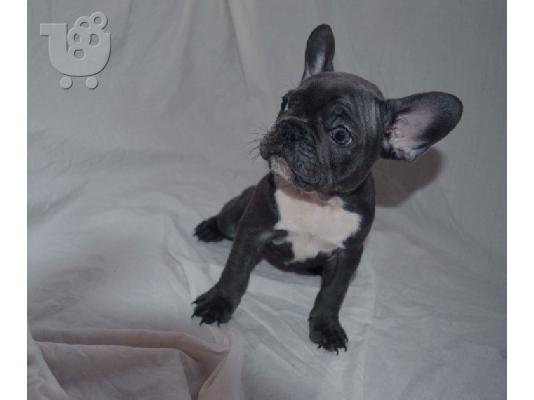 Në shitje Qen dhe Këlyshë Bulldog Francez